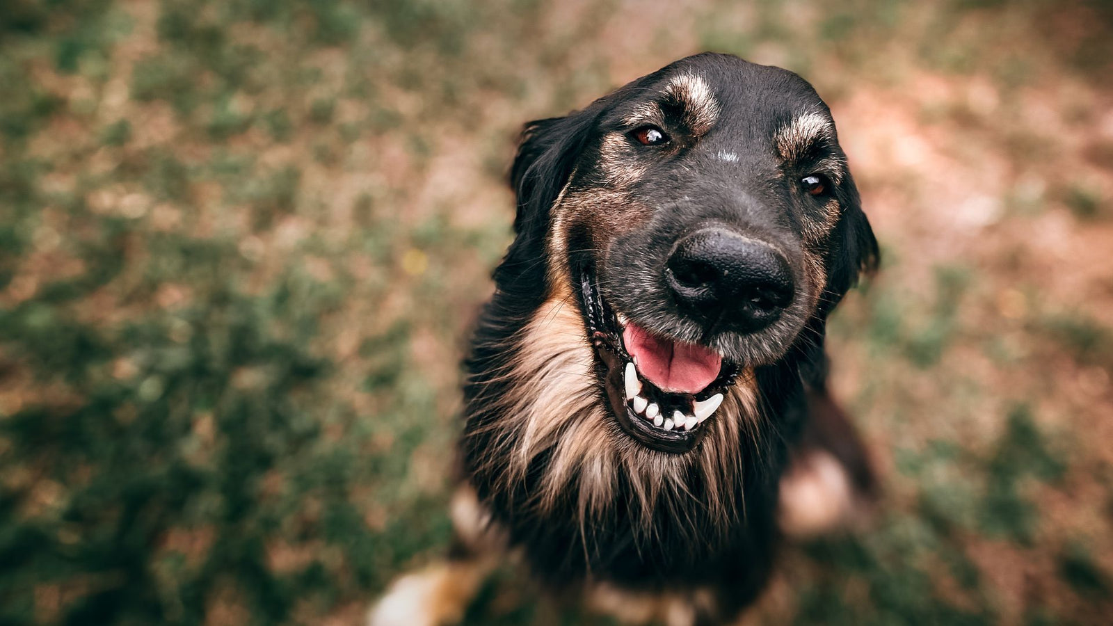 A happy dog smiling at the camera because they're up to date on their dog vaccination schedule.