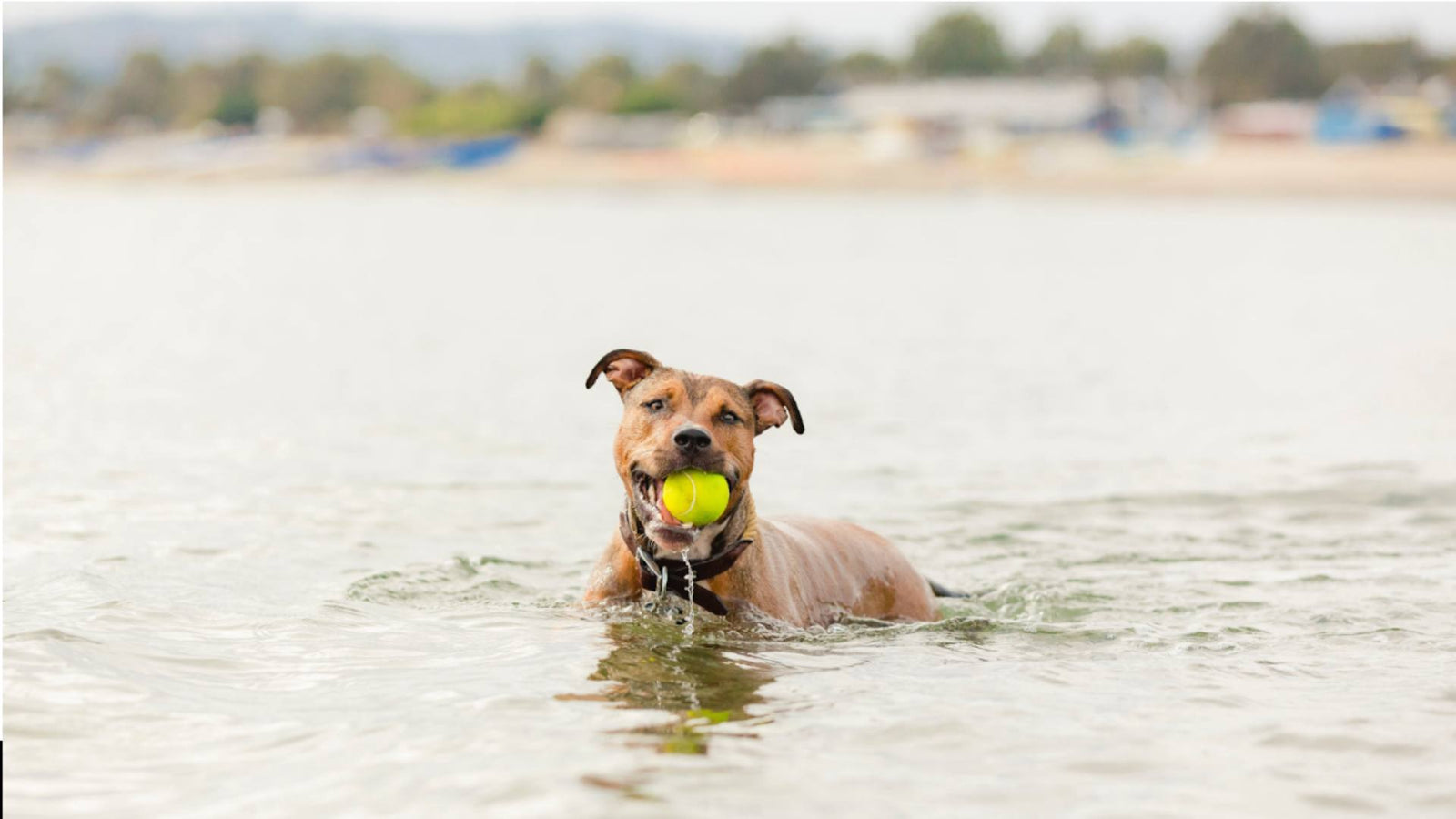 A tan dog with a yellow tennis ball in its mouth plays dog activities in the water.