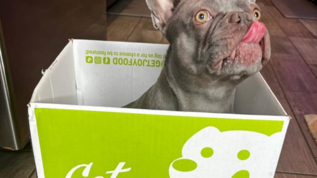 A small gray french bull dog sits in a green Get Joy box and licks his nose.