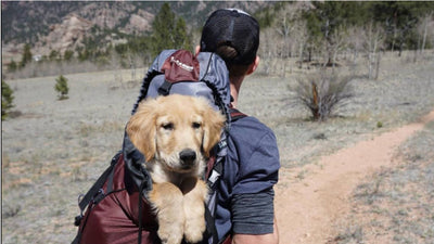Five Ways to Celebrate Dog Dad’s Day With Your Dog
