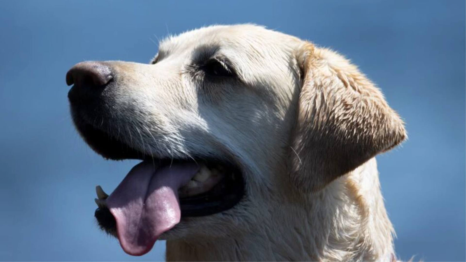 A lab sits with his tongue hanging out of his mouth against a blue sky background, demonstrating the dog days of summer.