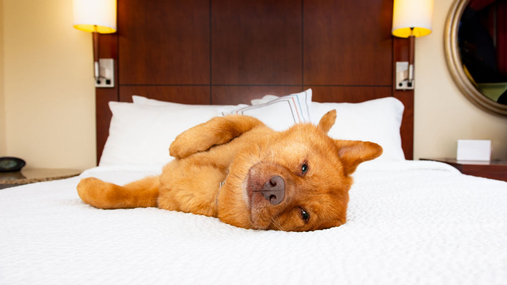Top 10 U.S. Dog-Friendly Hotels
