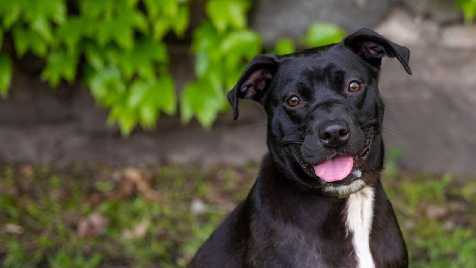 A black dog sticks its pink tongue out in a patch of grass, demonstrating dog gut health.