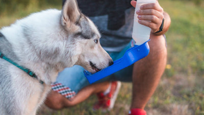 Pawsome Tips to Keep Your Dog Hydrated in the Scorching Summer Sun