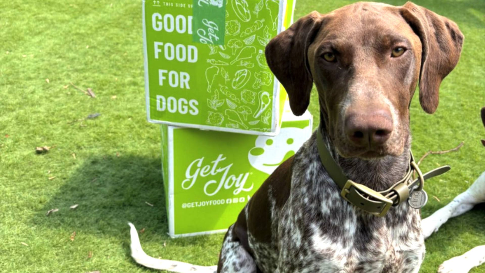 A brown and white dog stands outside on the grass. Two green boxes of Get Joy's products are stacked and displayed behind him.