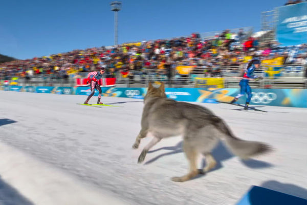 The Universal Language of Joy: A Farewell to the 2026 Olympics