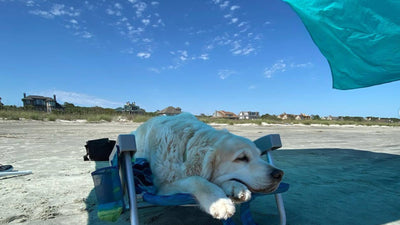 Dog Travel Checklist: Items to Pack for Your Next Vacay