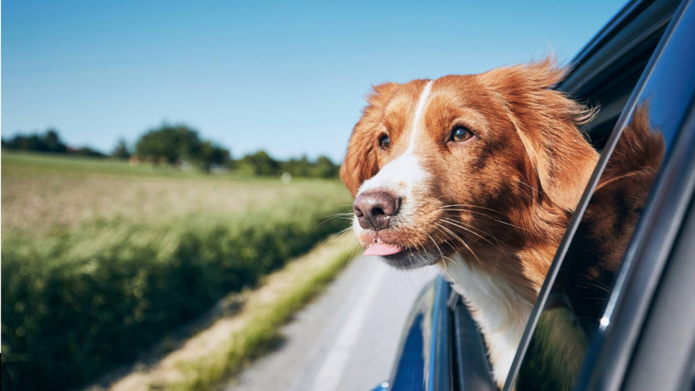 A cute dog looks out the car window, demonstrating dog friendly travel.