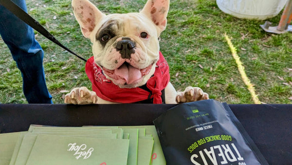 A french bull dog wearing a red bandana around his neck stands on his hind legs at a black table. The table is displayed Get Joy merch and a black bag of dog treats.