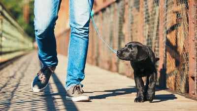 Dog Walking Jamboree!: National Walk Your Dog Day is February 22nd!