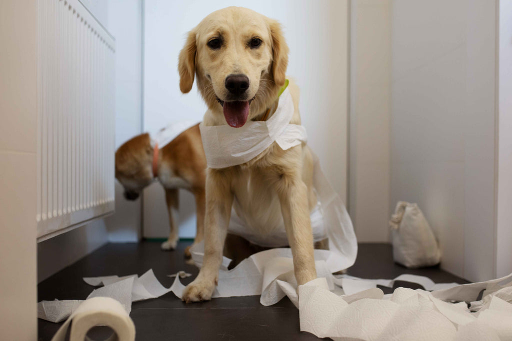 Dogs Hold Their Pee Overnight