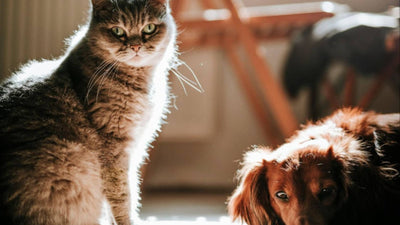 The Ultimate Guide to Introducing Dogs and Cats