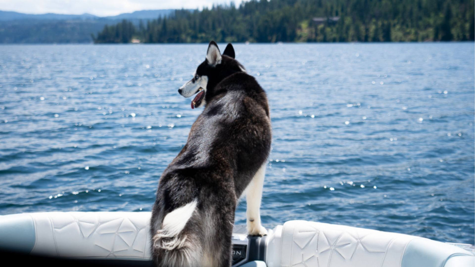 A Husky dog is perched on a white boat looking out at a blue lake.