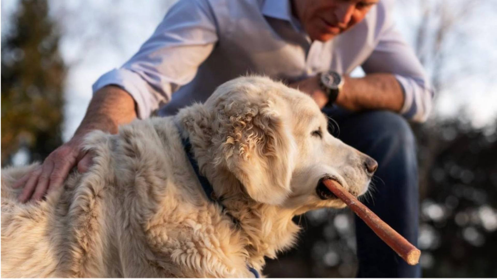 To celebrate Dogust, a dog happily eats a Get Joy chew while sitting next to its owner.