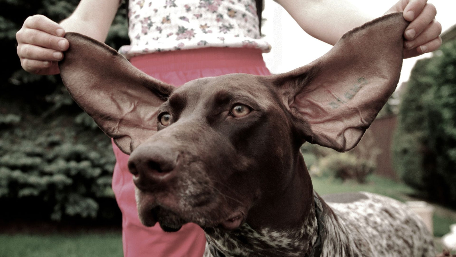 A girl holds open the huge ears of her dog!