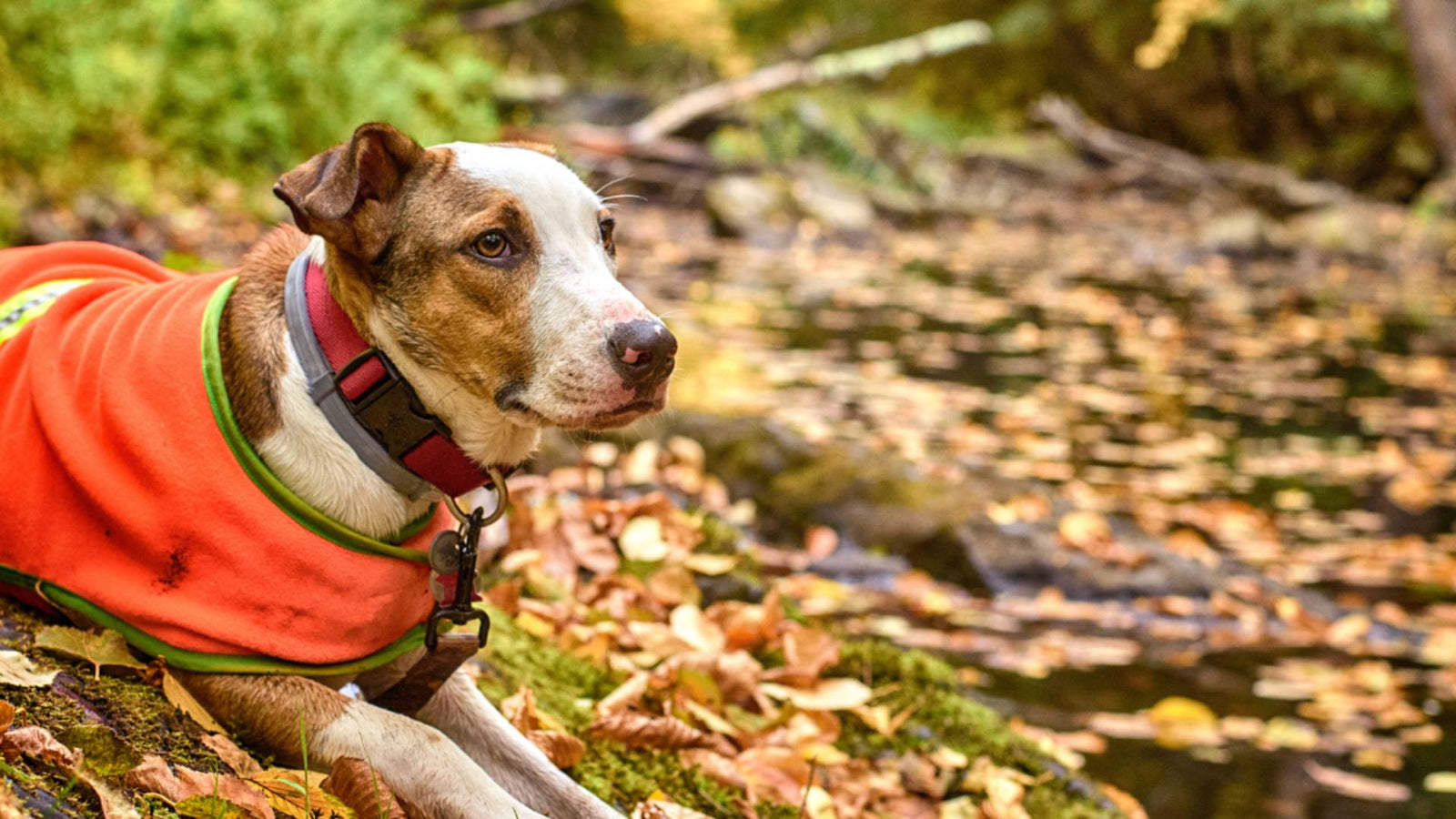 A dog sits in the woods surrounding by autumnal leaves, demonstrating fall activities for dogs.