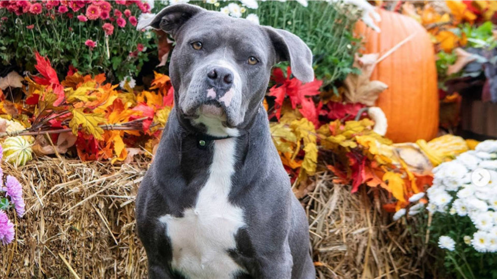 A dog sits in front of fall harvest decorations, demonstrating a fall getaway.