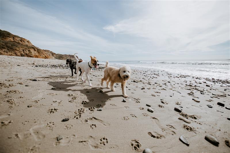 three dogs running on the beach in hot weather 