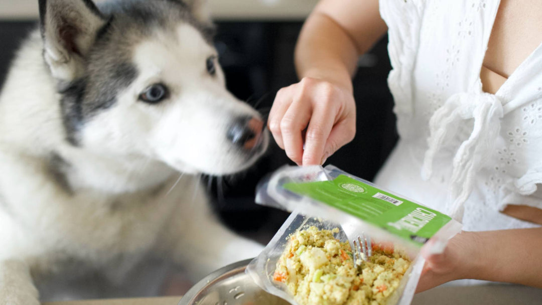 A Husky dog sniffs a packet of Get Joy's fresh dog food as his owner prepares his meal.