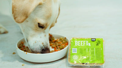 A dog eats Get Joy's fresh dog food out of a white bowl. The packaging is displayed next to the bowl.