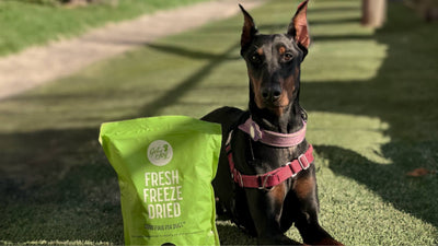 A doberman patiently sits outside on the grass next to a green bag of Get Joy's fresh freeze dried dog food.