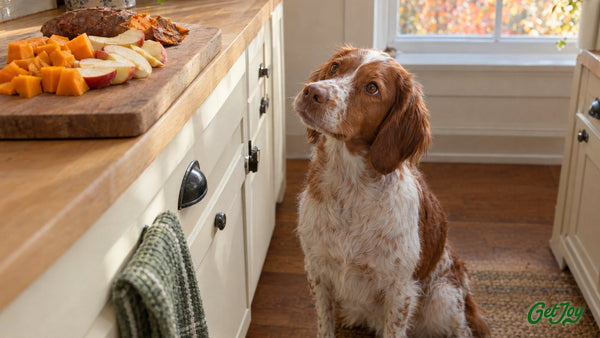 Orange and white Brittany Spaniel watching pumpkin, apple slices and sweet potato on a kitchen counter