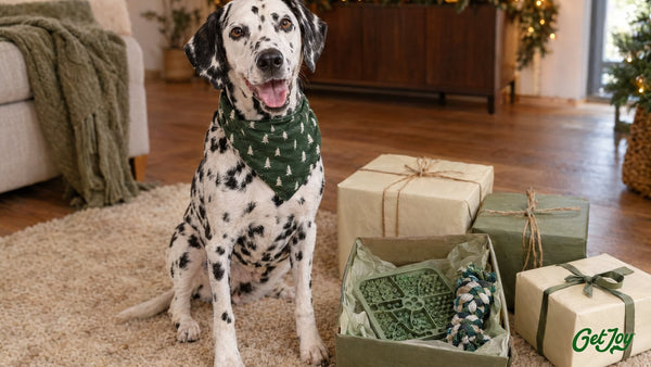 Dalmatian in a green bandana beside holiday gifts, with a lick mat and rope toy in an open box