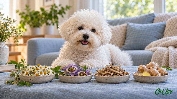 Chamomile, passion flower, valerian root and ginger with a Bichon Frise relaxing behind