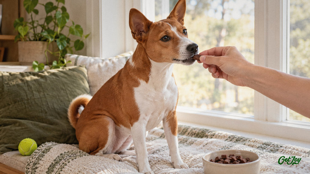 Basenji accepting a freeze-dried beef liver treat on a window seat