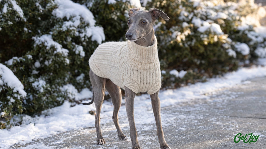 Slate-gray Italian Greyhound in a cream knit sweater on a lightly snowy sidewalk