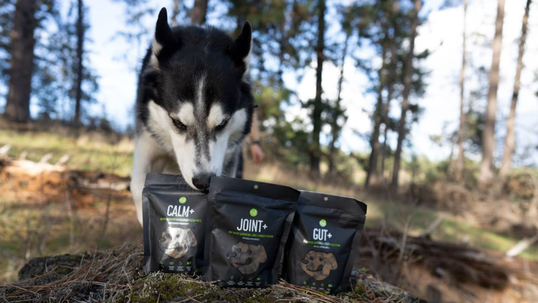 A Husky dog stands outside in the woods and sniffs three black bags of Get Joy's new line of supplements for dogs.