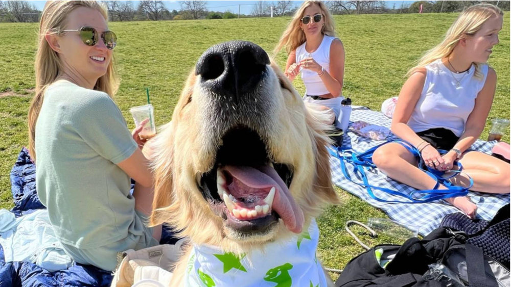 A yellow lab's nose sticks up at the camera, surrounded by three women on picnic blankets outside in the grass. This photo demonstrates a successful Global Wellness Day.