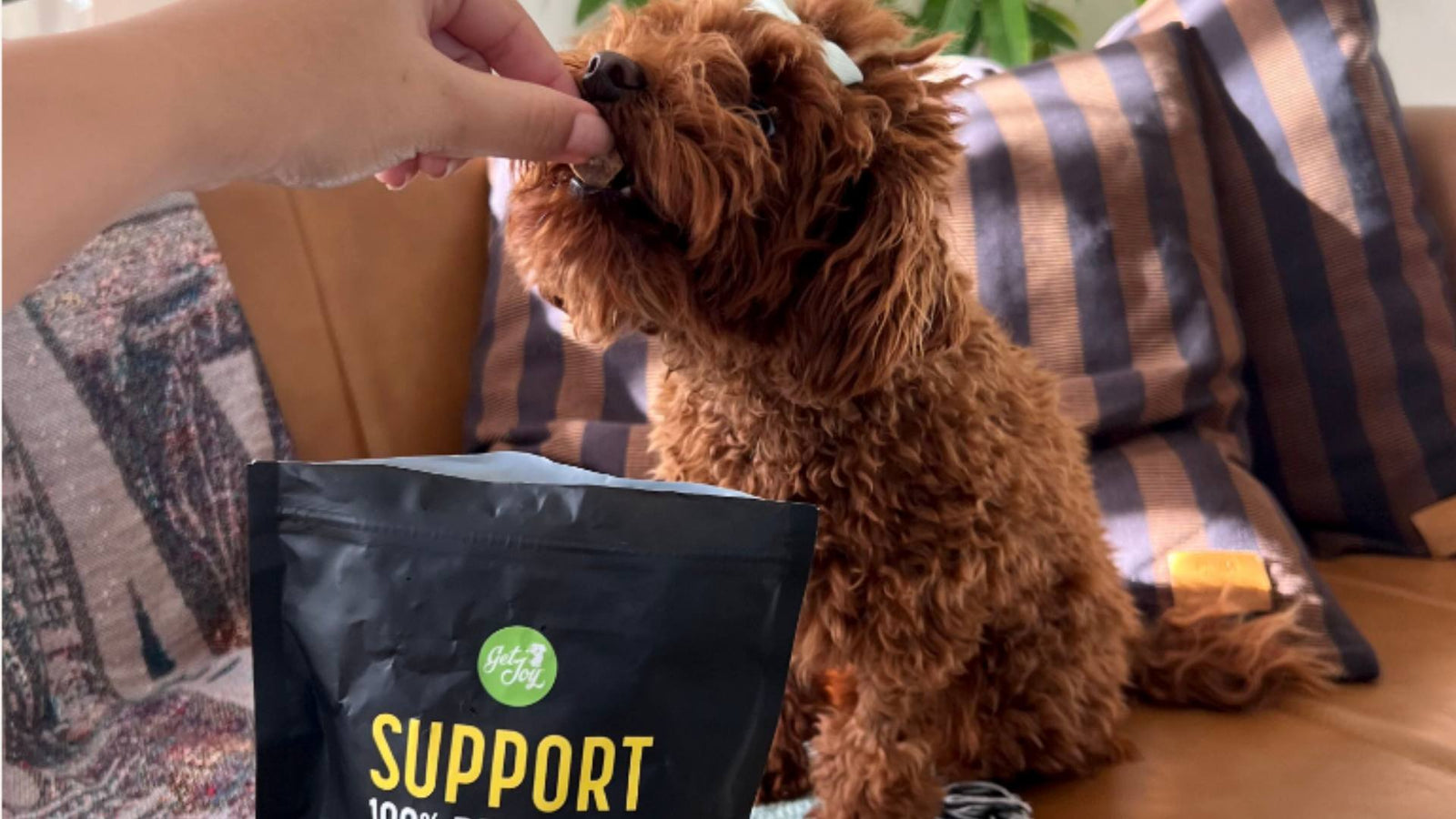 A fluffy caramel-colored small dog sits on a couch and sniffs his owner's hand. His owner has a dog treat and a black bag of Get Joy's dog treats are in front of the dog.