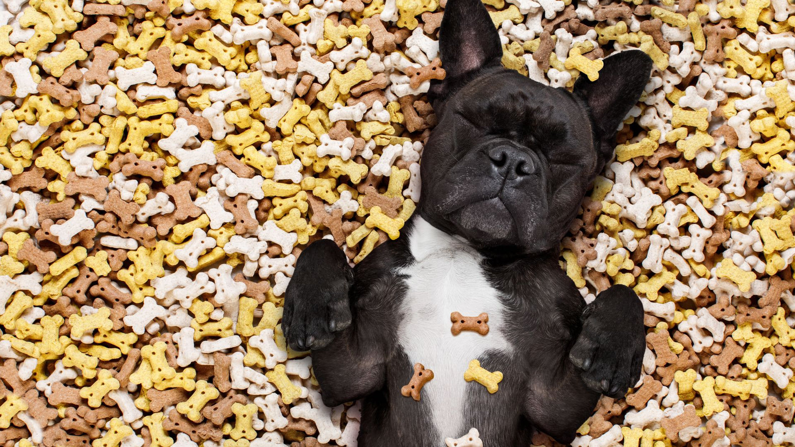 An adorable black French bulldog sits in a huge pile of dog treats.