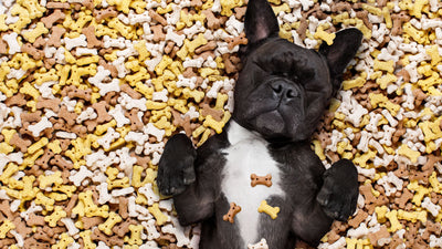 Homemade Dog Treats Your Pets are Sure to Love