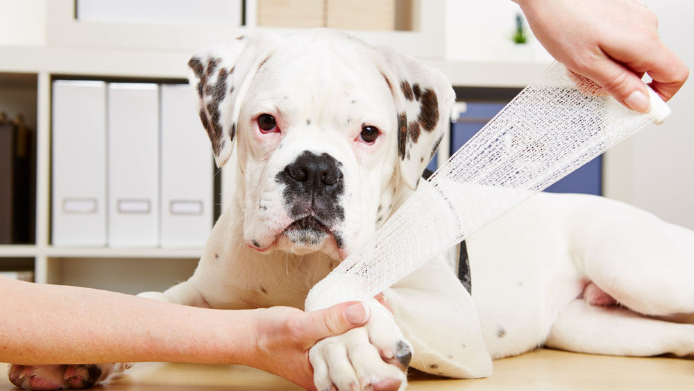 A puppy gets their paw wrapped in bandages by their vet, to treat their hot spot. 