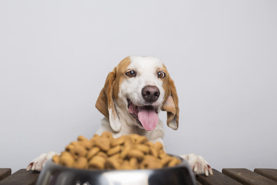 Wet vs Dry Dog Food
