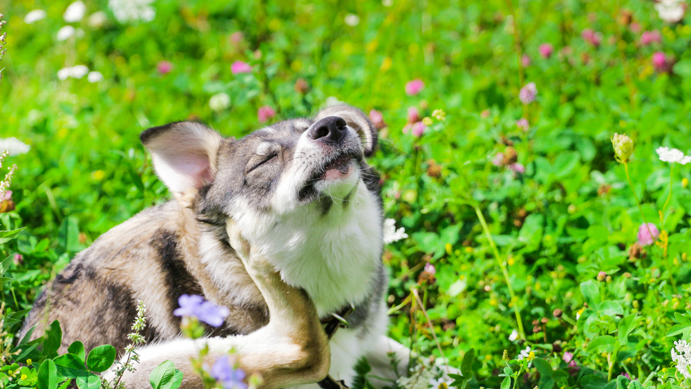 A dog itching itself in a wildflower field to highlight canine seasonal allergies.