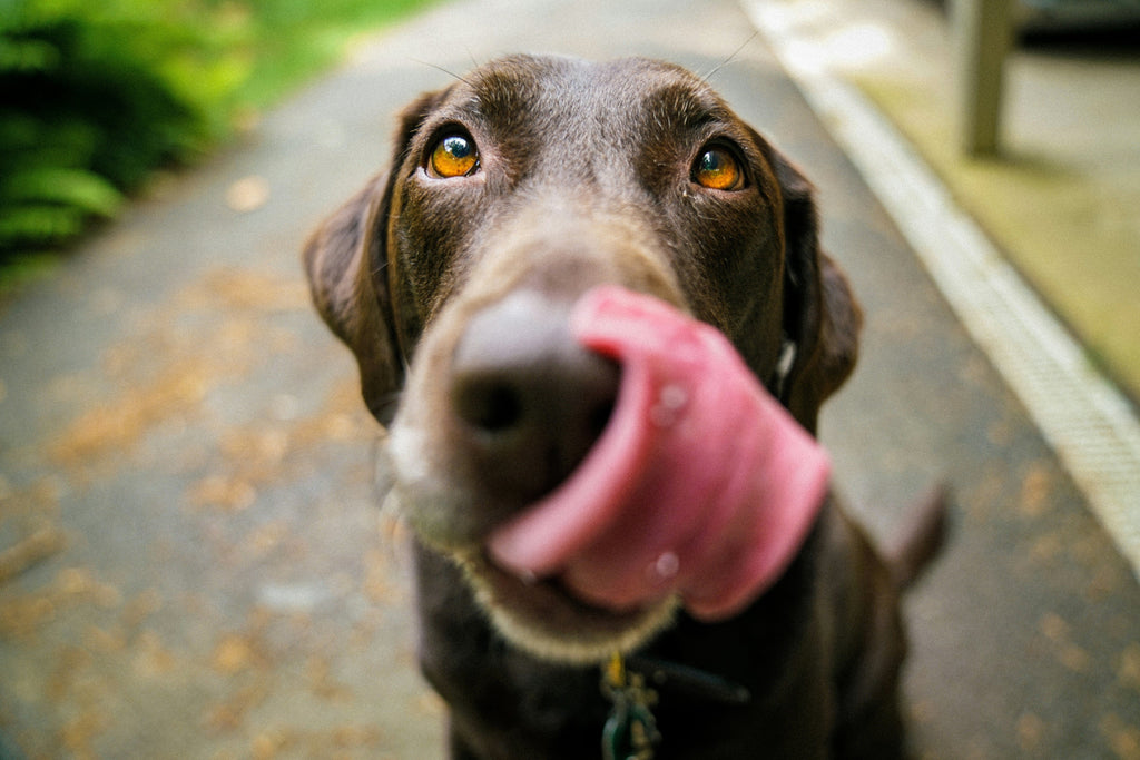 Dog Nutrition 101: A Complete Guide