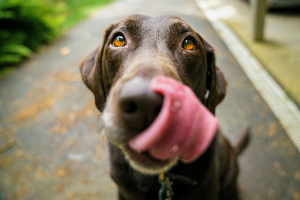 Dog Nutrition 101: A Complete Guide