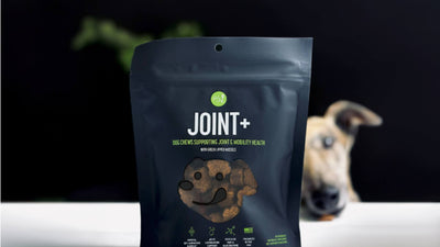 Preventative Care for Dog Joint Health: The Joint+ Supplement and More