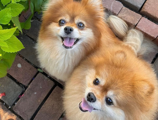 Two Pomeranians look up to the camera, smiling. Picture is to demonstrate how dogs being together in kennels can spread kennel cough.