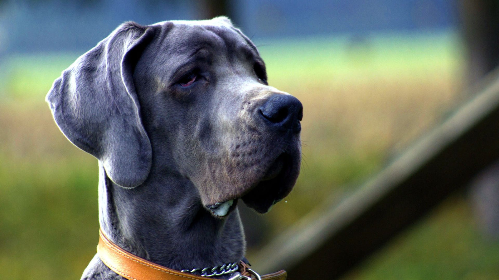 A gorgeous Great Dane, one of the most popular large dog breeds.