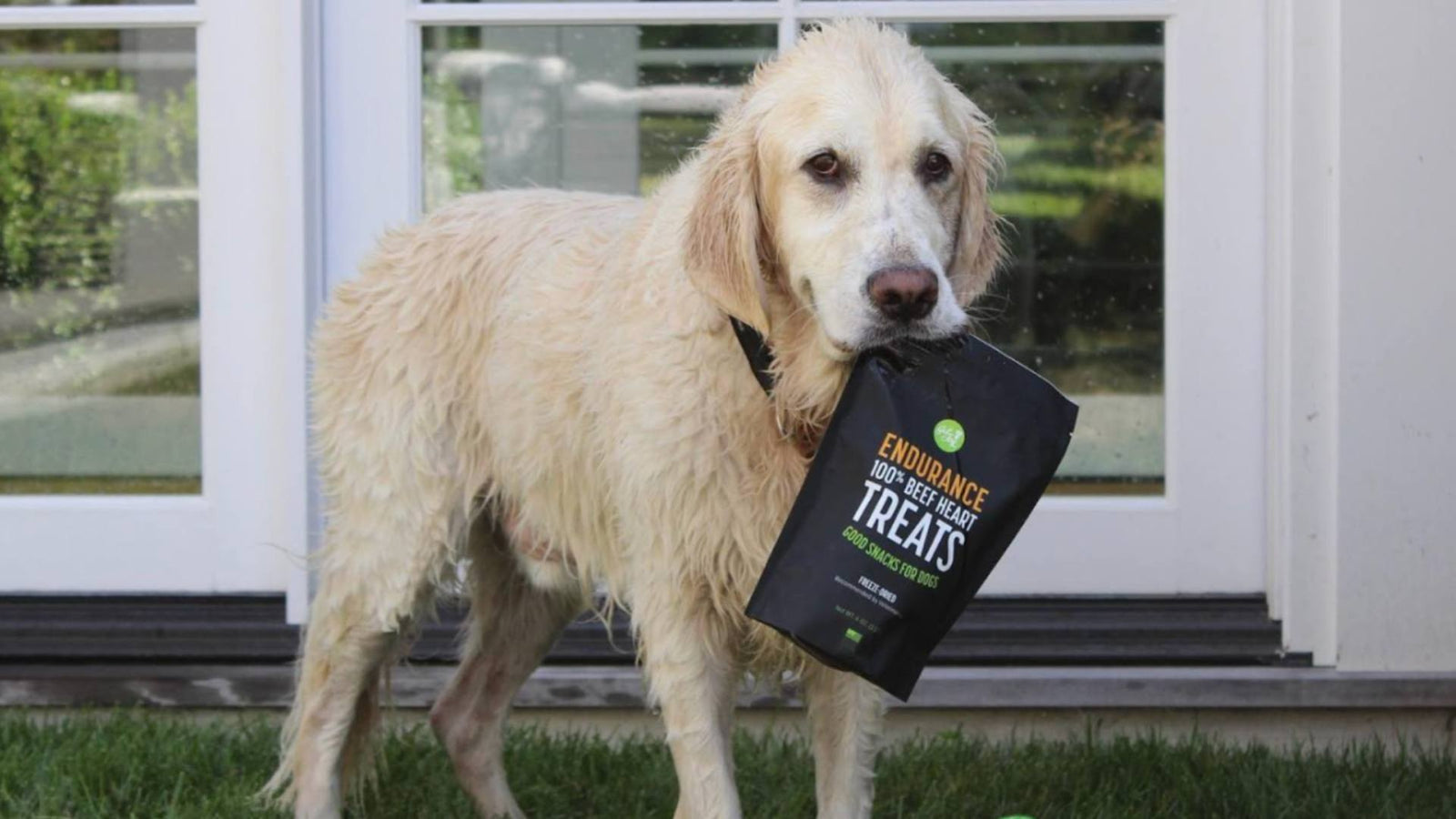 A yellow lab holds a bag of Get Joy dog treats in its mouth.