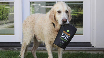 The Importance of Limiting Sugar in Dog Treats