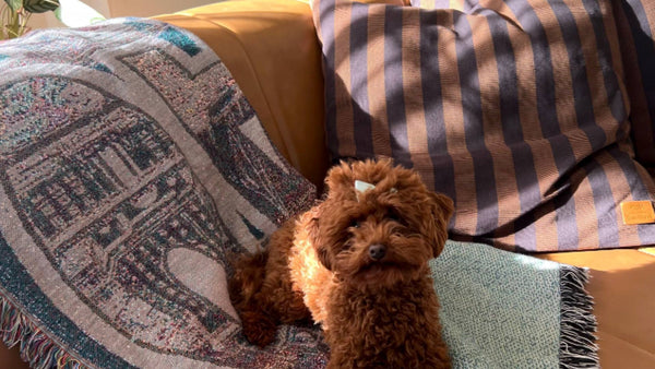 A small fluffy dog sits on a caramel-colored couch with cozy blankets, demonstrating tips for dealing with dog anxiety.
