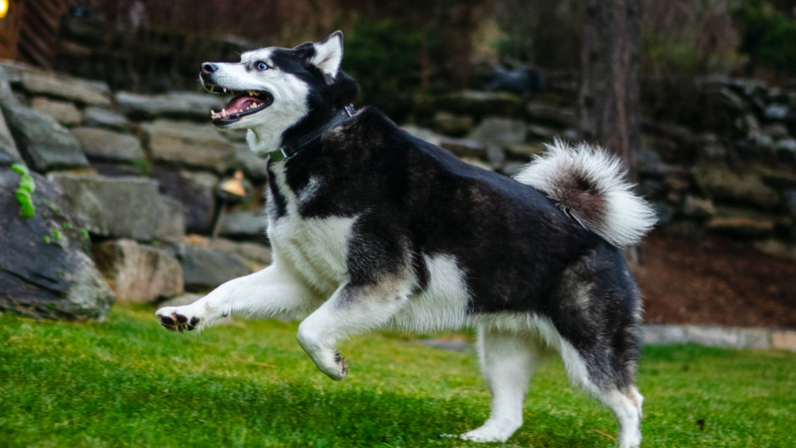 A Husky dogs plays outside in the grass, demonstrating staying active and prioritizing pet mental health.