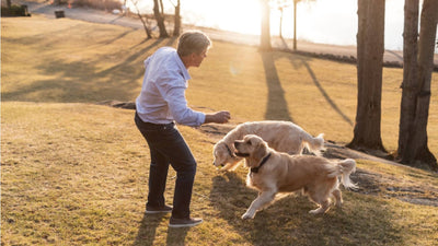 A man stands outside on his lawn during sunset with two of his dogs. They are playing together.