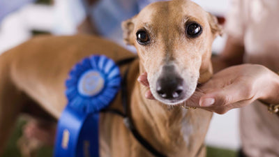 National Dog Show: Must-See Breeds