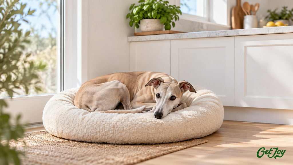 Whippet curled up calmly on a cushion bed in a bright white kitchen